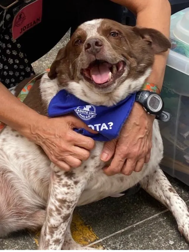 Billy, cão branco com manchas marrons e bandana azul