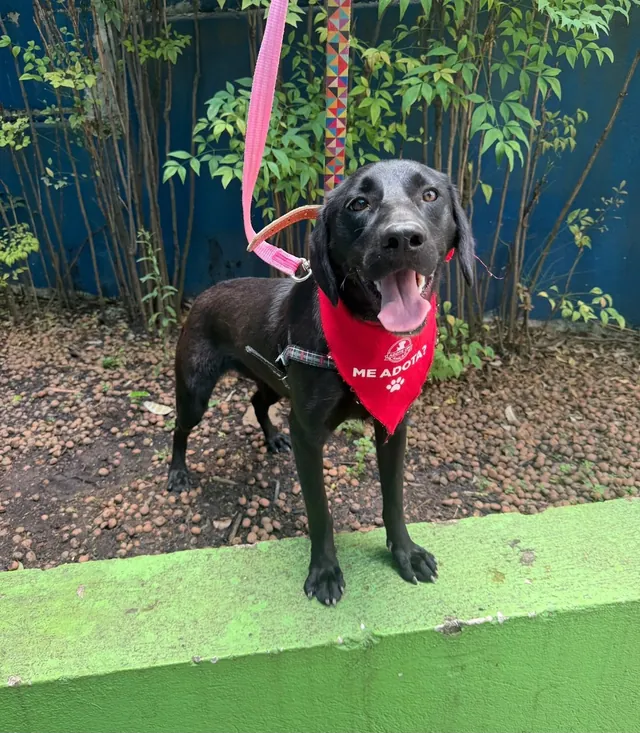 Rute, cadela preta com bandana vermelha