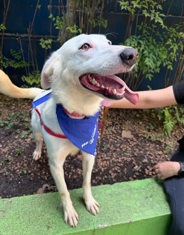 Nick, cão branco com bandana azul